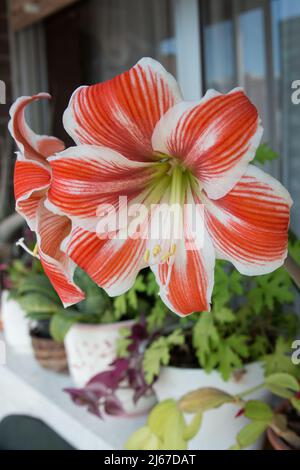 Vertical shot of a beautiful amaryllis in a pot. Beautiful red and white flowers. Spain Stock Photo