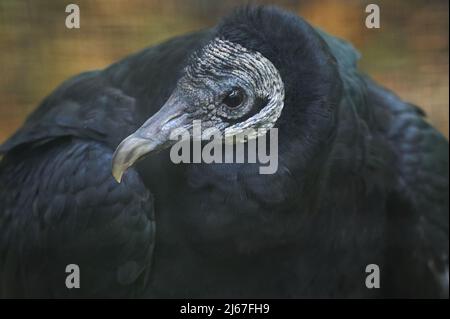 This Black Vulture (Coragyps atratus,) resides at the Wildlife Rehab Center at Oak Mountain State Park in Alabama. Stock Photo