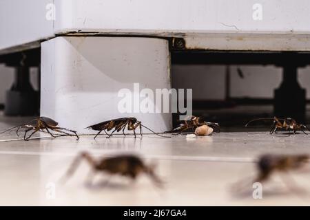 cockroach infestation walking and crawling on dirty kitchen floor, insects in dirty ice cream parlor, need for detection at home Stock Photo