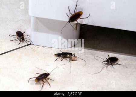 cockroach infestation walking and crawling on dirty kitchen floor, insects in dirty ice cream parlor, need for detection at home Stock Photo