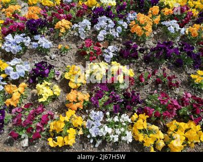 Mixed Primrose Primulas of various colors in flower in early Spring.  Floral carpet of mixed Primrose Primulas of various colors.
