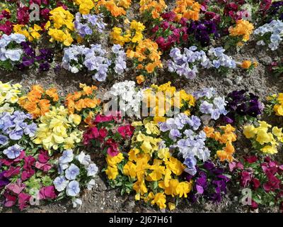 Mixed Primrose Primulas of various colors in flower in early Spring ...