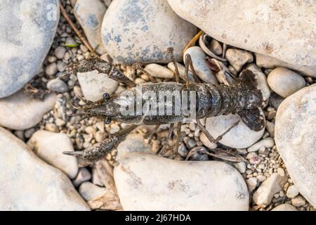 spinycheek crayfish (Faxonius limosus =Orconectes limosus), a species of crayfish in the family Cambaridae. Stock Photo