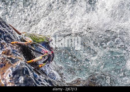 East Atlantic Sally Lightfoot Crab or Red rock crab (Grapsus adscensionis), a species that lives in the eastern Atlantic on coastal rocks. Stock Photo