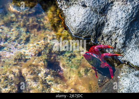 East Atlantic Sally Lightfoot Crab or Red rock crab (Grapsus adscensionis), a species that lives in the eastern Atlantic on coastal rocks. Stock Photo