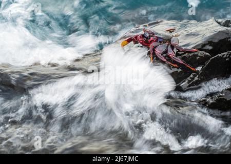 East Atlantic Sally Lightfoot Crab or Red rock crab (Grapsus adscensionis), a species that lives in the eastern Atlantic on coastal rocks. Stock Photo