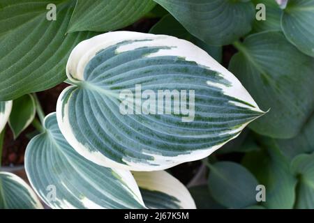 Leaf of Asian Hosta plant with green and with white color Stock Photo