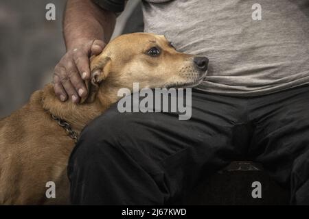 Kharkiv, Ukraine. 28th Apr, 2022. Andrey Sirenko, 42 and his dog sit as he and hundreds of others are forced to live temporarily in metro stations when their homes were destroyed by Russians shelling in Kharkiv, Ukraine April 28, 2022. The House has passed a bill asking President Joe Biden to seize assets from sanctioned Russian oligarchs and use them to benefit Ukraine. The bill passed, but eight members of the chamber voted against the measure Ñ four Republicans and four Democrats.     Photo by Ken Cedeno/UPI Credit: UPI/Alamy Live News Stock Photo