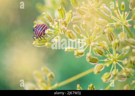 Graphosoma italicum italicum, a species of shield bug in the family Pentatomidae. It is also known as the Striped bug. Stock Photo