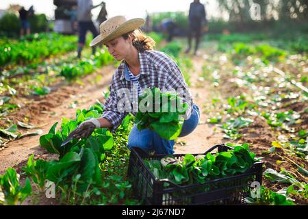 Positive woman cuts fresh green mangold and puts in crate Stock Photo