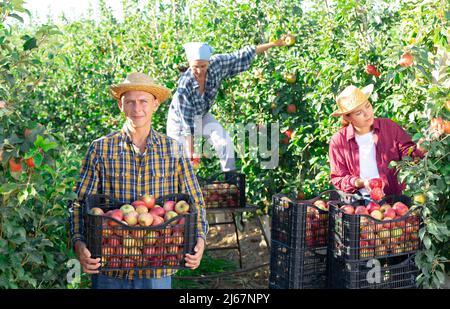 Successful farmer holding box of harvested apples in orchard Stock Photo