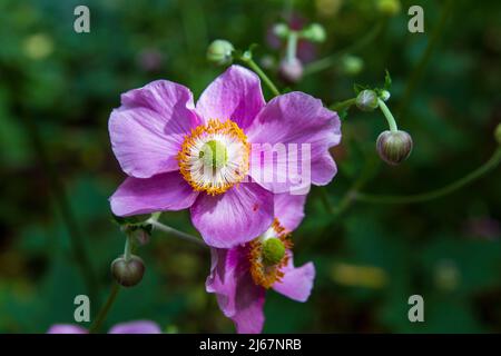 Bright pink September Charm Japanese Anemones (Anemone hupehensis) blooming in a late summer woodland garden. Stock Photo