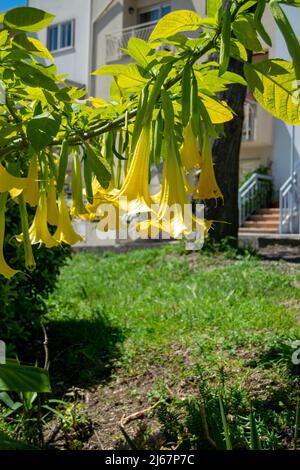 Brugmansia Aurea or angel’s trumpets flowers. They are endemic to Ecuador. Since March 2014, they have been listed as Extinct in the Wild by the IUCN. Stock Photo