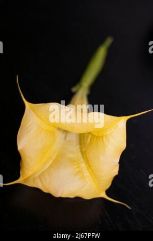 Brugmansia Aurea or angel’s trumpets flowers. They are endemic to Ecuador. Since March 2014, they have been listed as Extinct in the Wild by the IUCN. Stock Photo