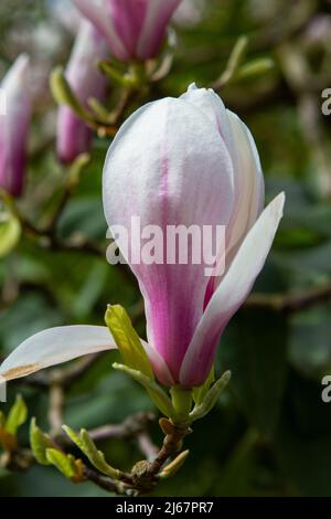 Closeup vertical image of a beautiful white and pink flower from the Saucer Magnolia tree. Stock Photo