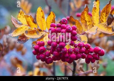 Closeup photograph of bright red Western Mountain Ash (Sorbus sitchensis) berries in autumn with yellow leaves in the background. Stock Photo