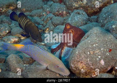 hunting coalition of blue goatfish or yellowsaddle goatfish, Parupeneus cyclostomus, peacock grouper, and day octopus, Kona, Hawaii, USA Stock Photo
