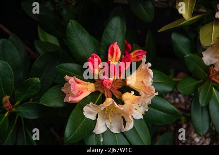 Rhododendron white flowers with pink and yellow dots in bloom, blooming evergreen shrub, blooms in spring. Stock Photo