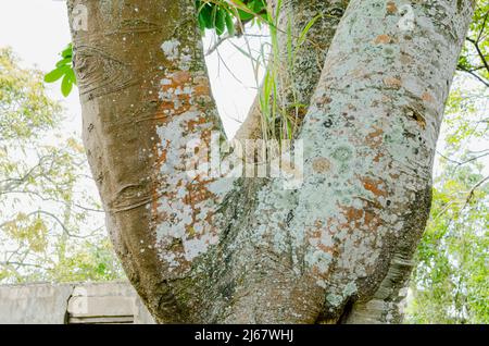 Green Algae On Achee Tree. Stock Photo