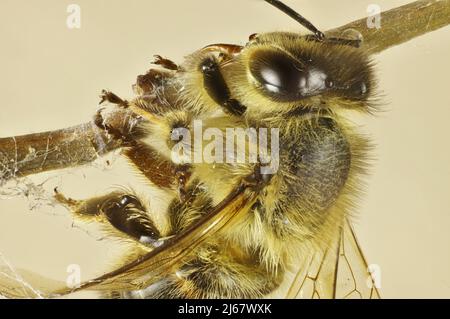 Super-macro view of Western Honey Bee (Apis mellifera) caught in spider web Stock Photo