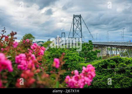 Hercilio luz cable stayed bridge with tropical pink flowers in Florianopolis, Brazil Stock Photo