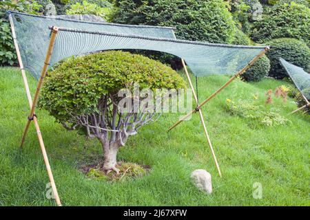 Textile shading netting mesh over dwarf bonsai tree for sun and weather  protection and in japanese garden. Mesh safety tent for mini ornamental  trees Stock Photo - Alamy