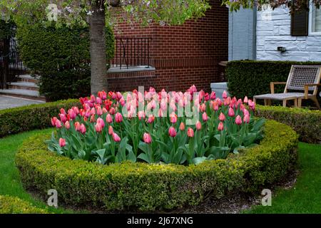 Beautiful tulips by the house Stock Photo