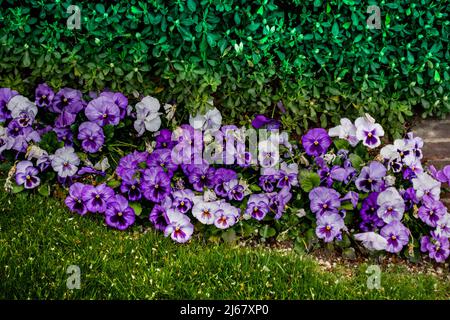 Flowering horn violets, viola cornuta, in spring Stock Photo