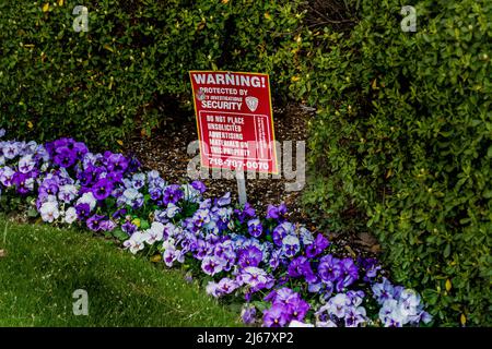 Flowering horn violets, viola cornuta, in spring Stock Photo