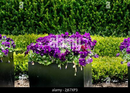 Flowering horn violets, viola cornuta, in spring Stock Photo