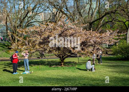 Cherry blossom tree at Brooklyn Botanic Garden Spring 2022 Stock Photo