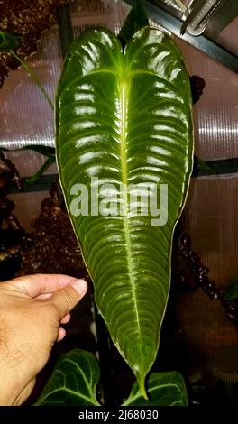 Beautiful ribbed and shiny green leaf of Anthurium Veitchii narrow form  Stock Photo - Alamy