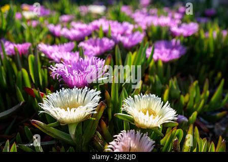 Izmir City Forest is like the lungs of the city in the city. The flowers blooming on the trees in spring, the flamingos and other birds in the lagoon Stock Photo