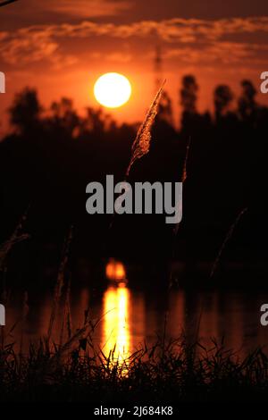 A blade of grass illuminated by a setting sun Stock Photo