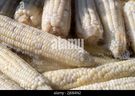Boiled white corn for sale on street food market in Thailand , close up Stock Photo