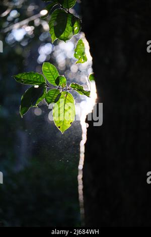 Sun shines through semitransparent tree leaves in a forest, illuminating air-dust Stock Photo