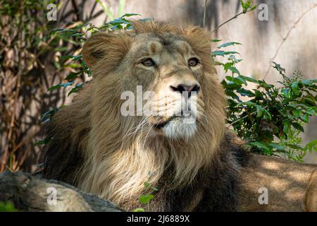 closeup portrait of a male lion laying in the bushes Stock Photo