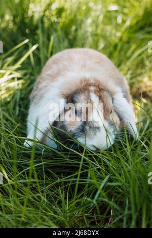 Domestic fold-eared rabbit sits in thick green grass Stock Photo