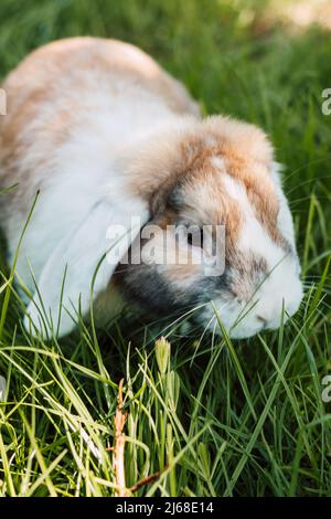 Domestic fold-eared rabbit sits in thick green grass Stock Photo