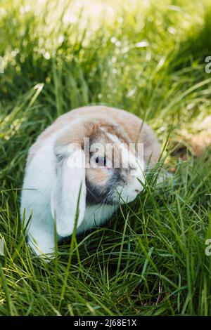 Domestic fold-eared rabbit sits in thick green grass Stock Photo