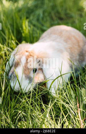 Domestic fold-eared rabbit sits in thick green grass Stock Photo