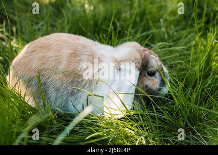 Domestic fold-eared rabbit sits in thick green grass Stock Photo