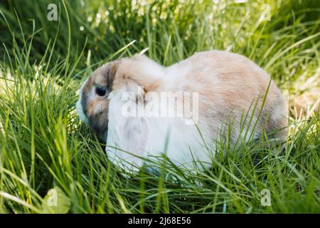 Domestic fold-eared rabbit sits in thick green grass Stock Photo