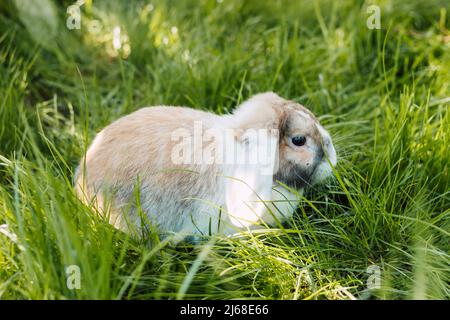 Domestic fold-eared rabbit sits in thick green grass Stock Photo