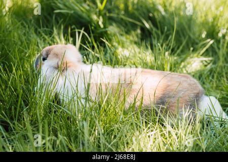 Domestic fold-eared rabbit sits in thick green grass Stock Photo