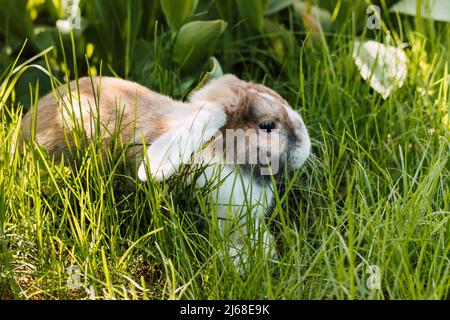 Domestic fold-eared rabbit sits in thick green grass Stock Photo