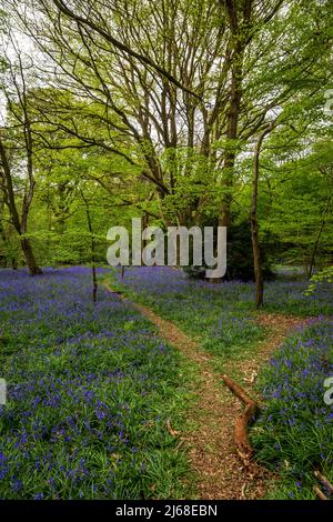 A pathway through a bluebell wood Stock Photo