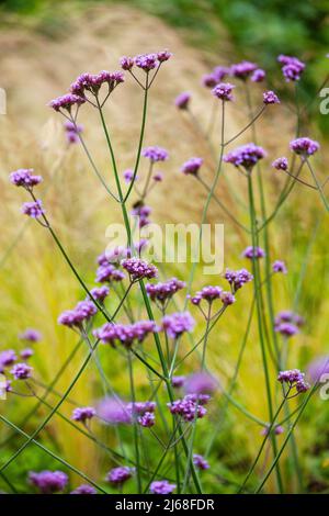 Verbena bonariensis, the purpletop vervain, clustertop vervain, Argentinian vervain, tall verbena or pretty verbena Stock Photo