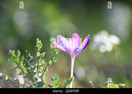 A beautiful fully bloomed Crocus tommasinianus, Whitewell purple, Early Crocus, elegant purple petals with the spring sunshine beaming through Stock Photo
