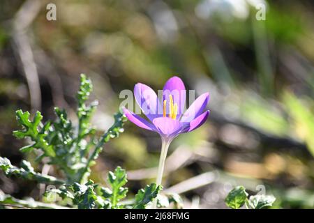 A beautiful fully bloomed Crocus tommasinianus, Whitewell purple, Early Crocus, elegant purple petals with the spring sunshine beaming through Stock Photo